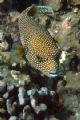 Spotted Puffer, canon 350d, Maui.