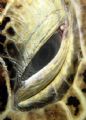 Turtle Close up