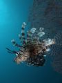 Lionfish in the blue. Taken in Sipadan, Sabah, Malaysia. Fuji E900/ Ikelite, Inon Z240 and D2000.
