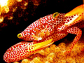 Crab..hiding in coral,taken with Canon S80 pover shoot...
