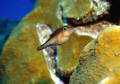 Juvenille in Cozumel