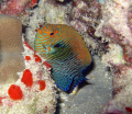 Potter's Angelfish. Ahihi Bay, Maui. 