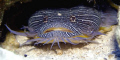 Splendid Toadfish in Cozumel