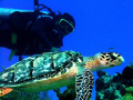 Santos and his little friend - Tormentos reef - Cozumel - Nikon 5400 in Ikelite housing with DS-125 strobe.