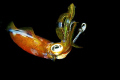 Squid attracted to light from my torch. Taken during night dive at Basura, Batangas. Camera - Canon ixus60.