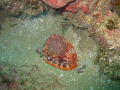 Shell found at Inside Edge - Aliwal Shoal.