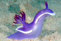 Gaudy Nudibranch (Hypselodoris bullocki)