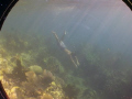 My friend diving over a reef in St. Lucia. A still lifted off footage filmed on a PD150.
