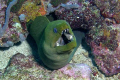Green Moray, Just breathing