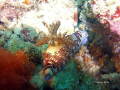 Nudibranch bum!