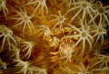 Taken on a night dive off the Komodo Dancer, March of 2007