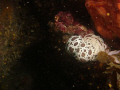 Two Nudi Guys Mateing
Kemua ,Malta