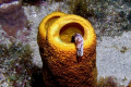 baby eel on a night dive, does anyone know what kind?