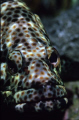 a stationary grouper