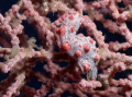 Pygmy found in 25m at Seraya Secrets, Tulamben. This fan coral had 8 pygmys attached!