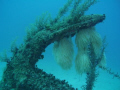 Squid eggs with anchor