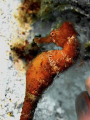 Seahorse in Cozumel