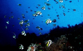 fishes