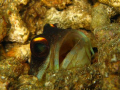 taken at house reef, waiting for quite sometimes to get quite close.