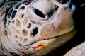 Turtle in for a check up