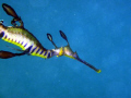 Weedy Seadragon
Phyllopteryx taeniolatus
Taken under Portsea pier , Mornington Peninsula , Victoria

Picture was taken with out a flash  
