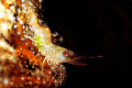 Shrimp - night dive at beng's corner, samal island. canon ixus60