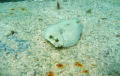 Pedernales Reef, Canon SD600