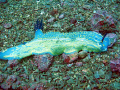 Nudibranch in Praia da Rocha - Algarve
