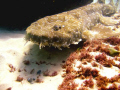 Wobbegong Shark, Snapper Point, Australia