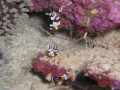 Juvenile High Tailed Shrimp, Coral Gardens on the SS President Coolidge - Santo, Vanuatu.

While passing the deco time, I found a whole heap of these shrimp amongst the coral. Very small but got them eventually!