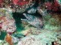 Spotted Moray - Malmuk Reef