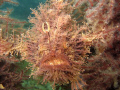 Tasseled Angler taken in Port Phillip Bay Melbourne Australia
