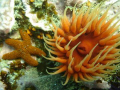 Taken in Seal Rock, a diving point close to Gansbaai - South Africa