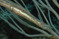 Trumpetfish, Cancun, Mexico