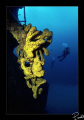 Hilma Hooker, at Bonaire.
Equipment used: Nikon F801, Sigma 15 mm Fisheye, Ikelite SLR Housing, Ikelite Substrobe 100A, Nikonos SB105, Fuji Velvia 50.
