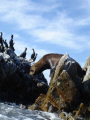Seal Rock