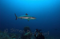 How close can you get to the sharks in Sudan ?