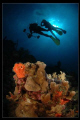 Bonaire, 2006.
Nikon D70s, Nikon 10.5mm, 2 Ikelitea Substrobe 100A, Ikelite DSLR Housing.