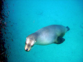 Galapagos sealion trying to help!
