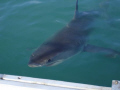 A Cute White Shark at Shark Alley - South Africa.