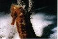 Sea Horse Cozumel