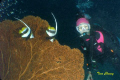 Longfin Bannerfish & Diver at Similan with my Olympus C 7070