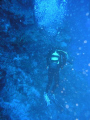 Deep Blue. Maria La Gorda, Cuba Abril 2006
Housing and Camara O (5060), Olympus