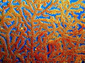 Shot of some coral, I used a Olympus 4040 in an olympus housing.