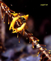 I found this squat lobster hanging on a 'hand' of crinoid star like a monkey....cute!