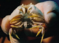 Crabie - Cozumel Mexico