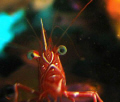 A Camel Shrimp that curiously approached the camera lens while my daughter Jeanine Garcia was taking photos of other Camel Shrimps in a bommie in Ligpo Reef, Batangas, Philippines 
