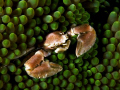 Porcelain Crab - Wakatobi