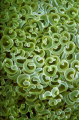 Anemone Texture - Wakatobi