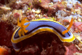 Nudibranco - Wakatobi